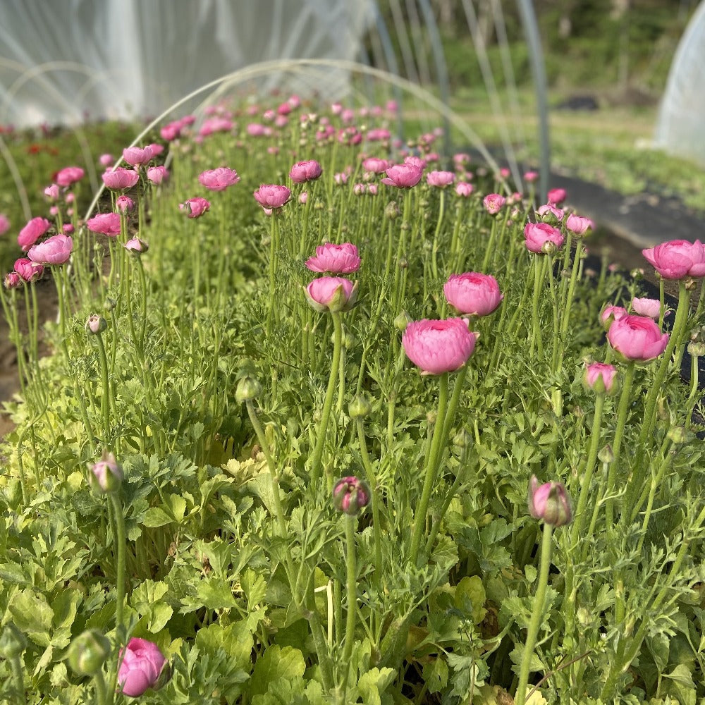 Ranunculus Pink, 10 Corms – Carolina Flowers