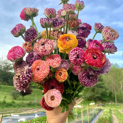 Ranunculus Subscription, April and May 2023