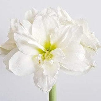 Amaryllis White Denver Bulb